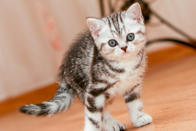 скоттиш-страйт